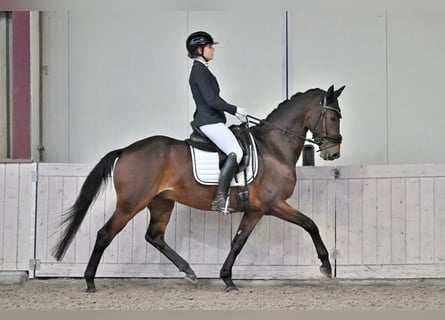 KWPN, Wałach, 11 lat, 159 cm, Gniada