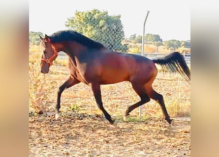 KWPN, Wałach, 11 lat, 163 cm, Gniada