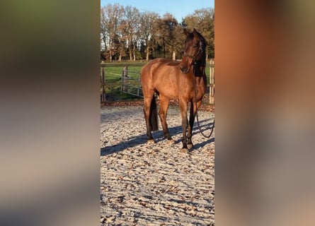 KWPN, Wałach, 11 lat, 173 cm, Gniada