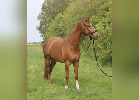 KWPN, Wałach, 11 lat, 180 cm, Kasztanowata