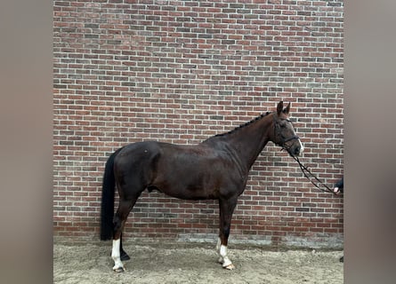 KWPN, Wałach, 11 lat, 180 cm