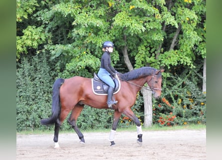 KWPN, Wałach, 12 lat, 170 cm, Gniada