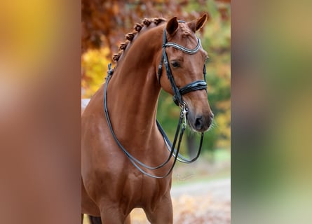 KWPN, Wałach, 12 lat, 175 cm, Kasztanowata