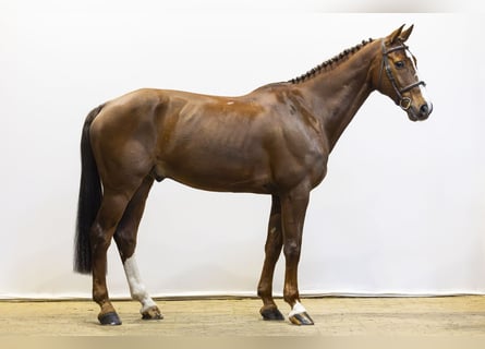 KWPN, Wałach, 13 lat, 165 cm