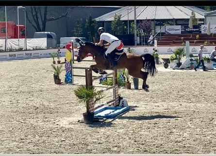KWPN, Wałach, 13 lat, 170 cm, Gniada