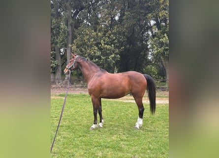 KWPN, Wałach, 13 lat, 170 cm, Gniada