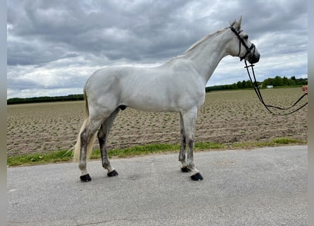 KWPN, Wałach, 13 lat, 171 cm, Siwa