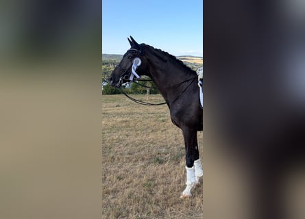 KWPN, Wałach, 13 lat, 174 cm, Kara