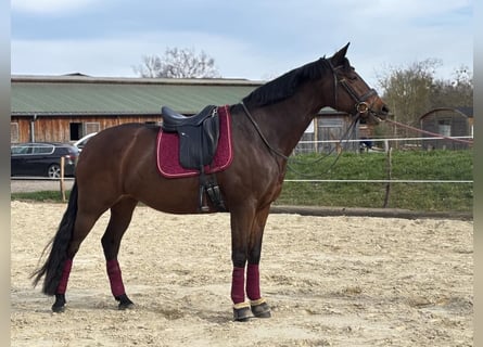 KWPN, Wałach, 14 lat, 164 cm, Ciemnogniada