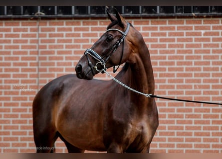 KWPN, Wałach, 14 lat, 170 cm, Ciemnogniada
