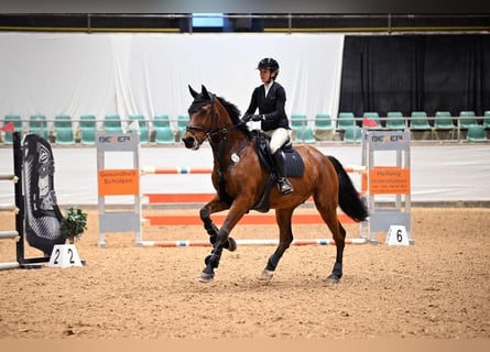 KWPN, Wałach, 14 lat, 174 cm, Gniada