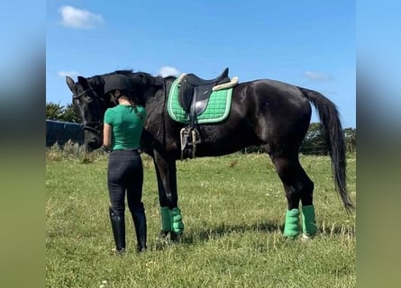 KWPN, Wałach, 15 lat, 170 cm, Kara