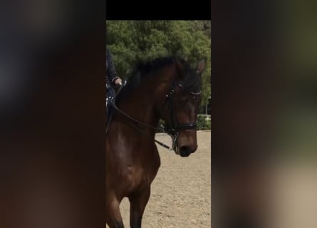 KWPN, Wałach, 17 lat, 165 cm, Gniada