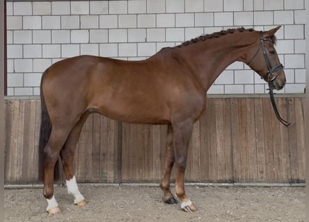 KWPN, Wałach, 17 lat, 172 cm, Ciemnokasztanowata