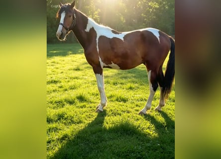 KWPN, Wałach, 2 lat, 155 cm, Srokata
