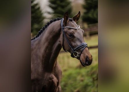 KWPN, Wałach, 2 lat, 167 cm, Ciemnogniada