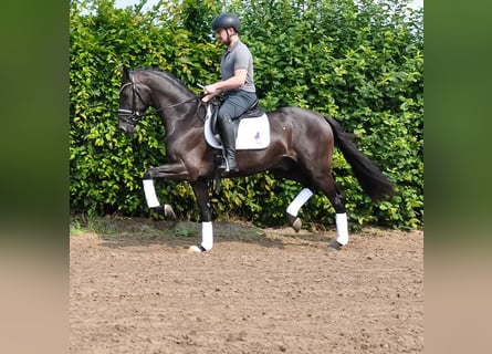 KWPN, Wałach, 3 lat, 163 cm, Kara