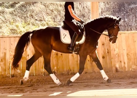 KWPN, Wałach, 3 lat, 165 cm, Ciemnogniada