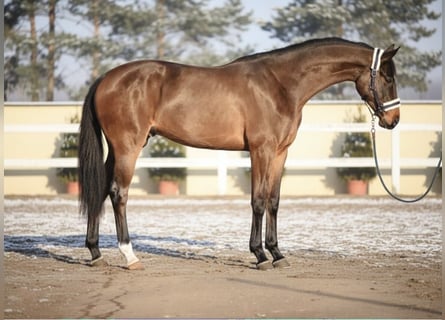 KWPN, Wałach, 3 lat, 165 cm, Gniada