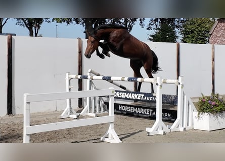 KWPN, Wałach, 3 lat, 167 cm, Gniada