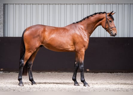 KWPN, Wałach, 3 lat, 167 cm, Gniada