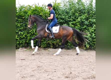 KWPN, Wałach, 3 lat, 167 cm, Gniada