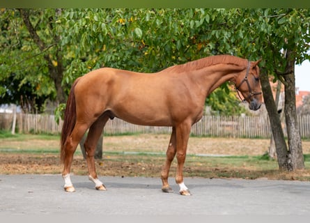 KWPN, Wałach, 3 lat, 167 cm, Kasztanowata