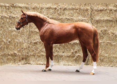 KWPN, Wałach, 3 lat, 167 cm, Kasztanowata