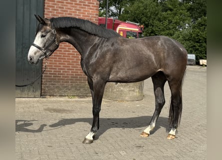 KWPN, Wałach, 3 lat, 167 cm, Siwa