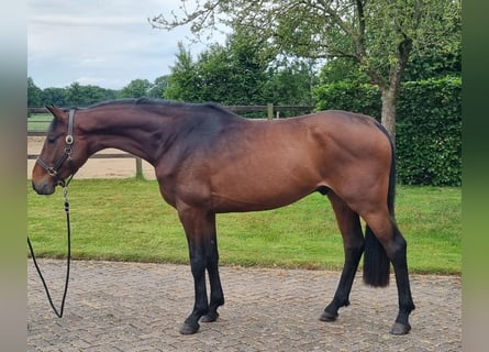KWPN, Wałach, 3 lat, 168 cm, Gniada