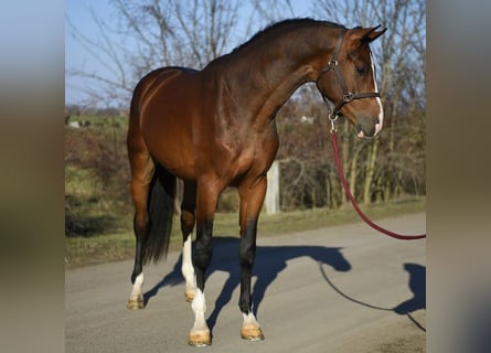 KWPN, Wałach, 3 lat, 168 cm, Gniada