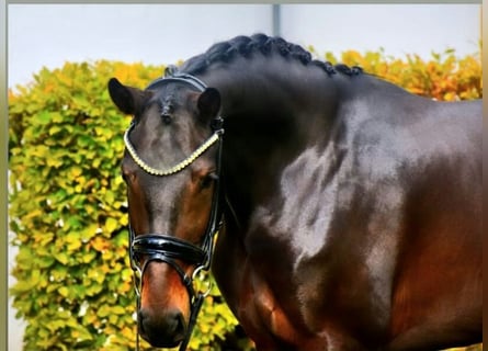 KWPN, Wałach, 3 lat, 170 cm, Gniada