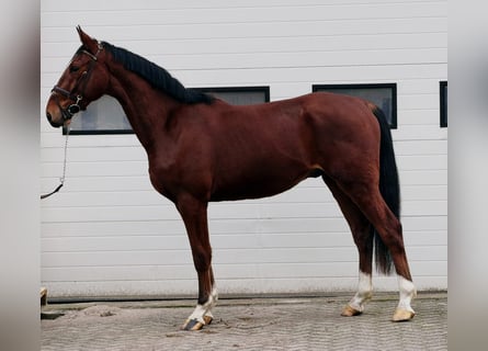 KWPN, Wałach, 3 lat, 170 cm, Kasztanowata