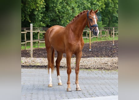 KWPN, Wałach, 3 lat, 170 cm, Kasztanowata