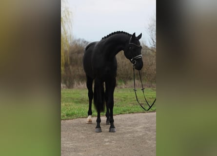KWPN, Wałach, 3 lat, 171 cm