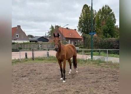 KWPN, Wałach, 3 lat, 174 cm, Gniada