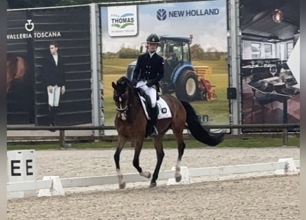 KWPN, Wałach, 4 lat, 160 cm, Gniada