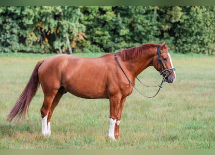 KWPN, Wałach, 4 lat, 164 cm, Kasztanowata