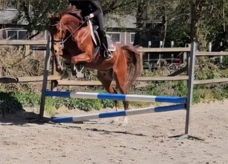 KWPN, Wałach, 4 lat, 165 cm, Ciemnokasztanowata