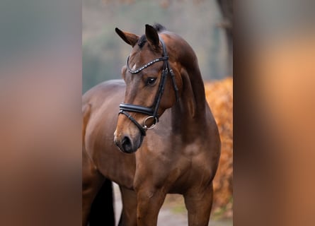 KWPN, Wałach, 4 lat, 165 cm, Gniada