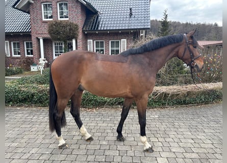 KWPN, Wałach, 4 lat, 167 cm, Gniada