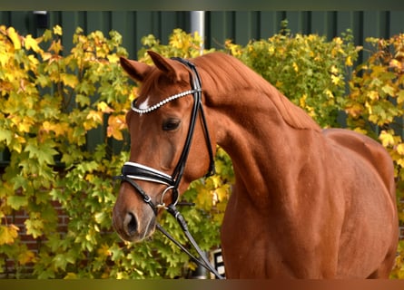 KWPN, Wałach, 4 lat, 167 cm, Kasztanowata