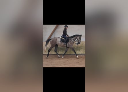 KWPN, Wałach, 4 lat, 167 cm, Siwa jabłkowita