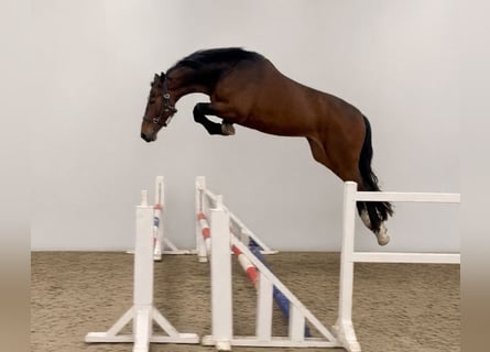 KWPN, Wałach, 4 lat, 168 cm, Gniada