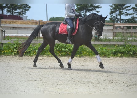 KWPN, Wałach, 4 lat, 168 cm, Skarogniada