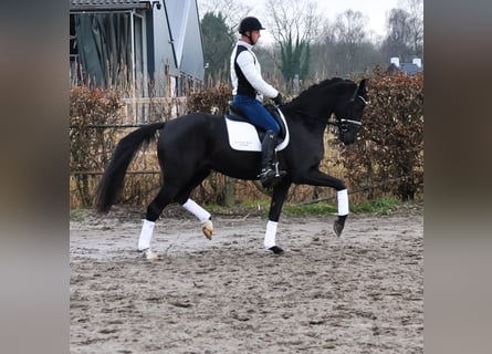 KWPN, Wałach, 4 lat, 169 cm, Kara