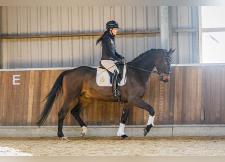 KWPN, Wałach, 4 lat, 170 cm, Ciemnogniada