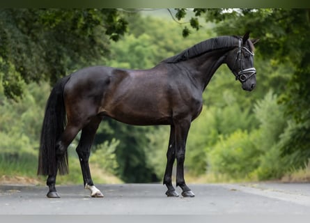 KWPN, Wałach, 4 lat, 170 cm, Kara