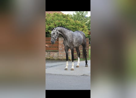 KWPN, Wałach, 4 lat, 170 cm, Siwa