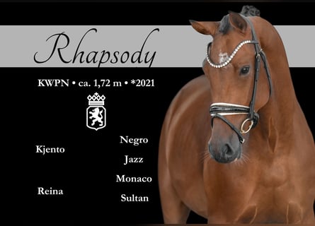 KWPN, Wałach, 4 lat, 171 cm, Ciemnogniada